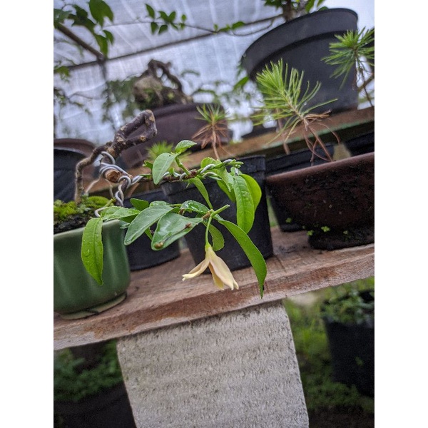 anting putri bunga kuning