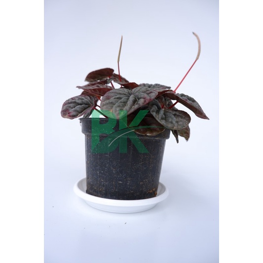 Peperomia caperata merah / Paperomia red luna - BAKUL KEMBANG