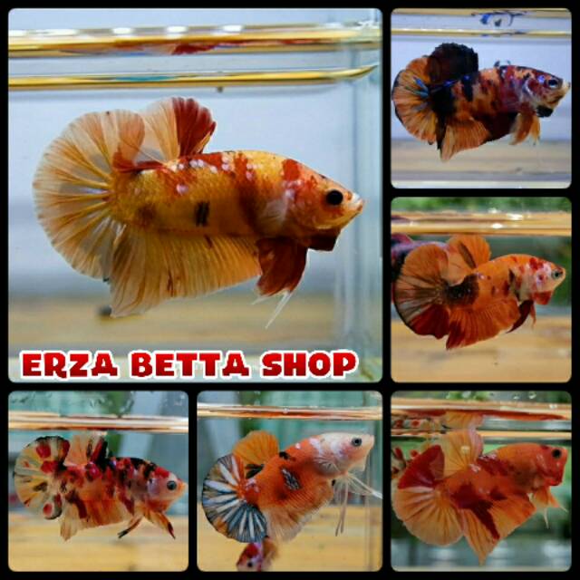 Ikan Cupang Nemo Galaxi Candy Full Blok Shopee Indonesia