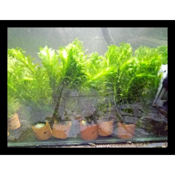 Tanaman Aquascape Egeria Densa Hydrila Cocok Untuk Pemula Shopee Indonesia