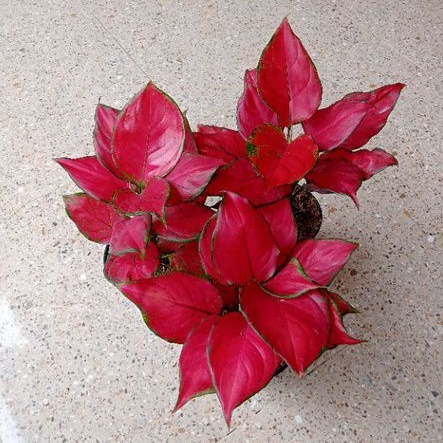 Aglonema Super Red Queen Merah Maroon