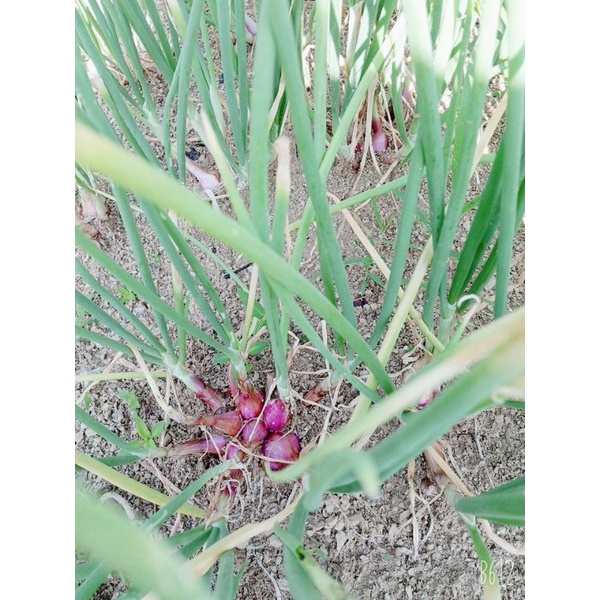 

bawang merah