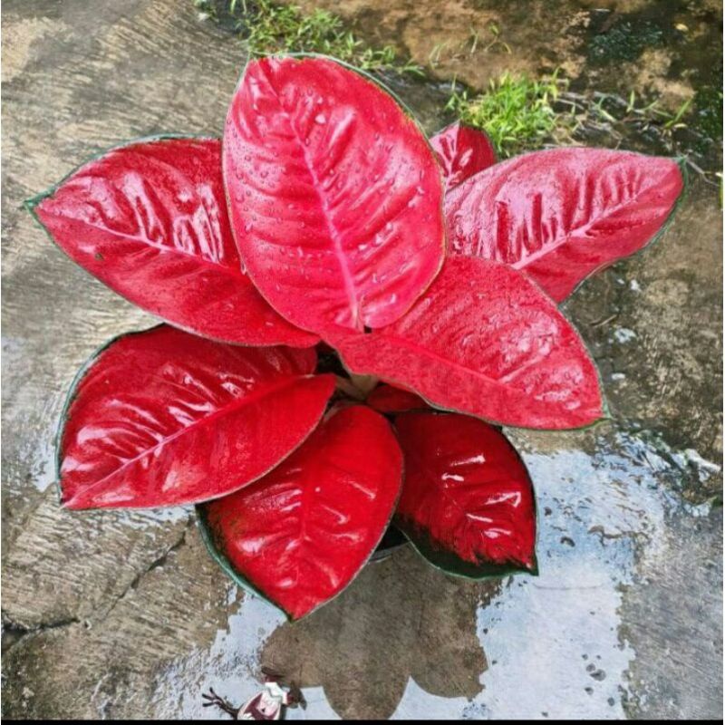 Bonggolan Aglonema suksom jaipong merah - tanaman hias
