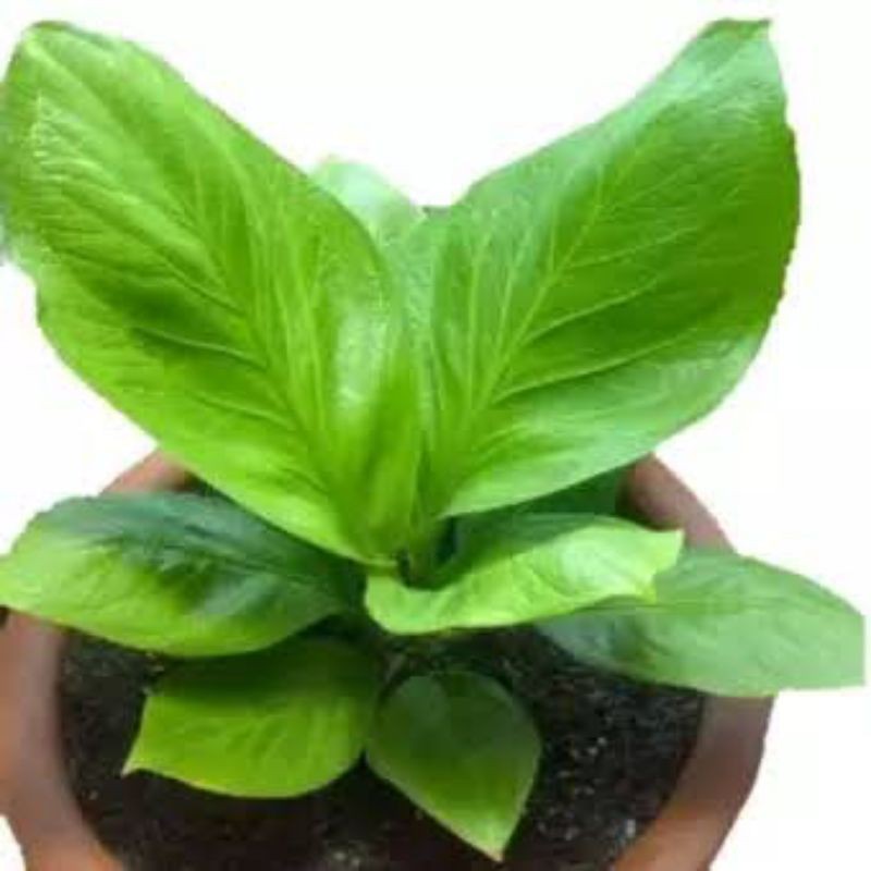 Tanaman Hias Antorium Jemani Cobra Pohon Anthurium Jemani Kobra