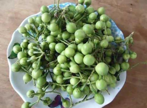 

Buah Cepokak atau Takokak Segar 1 Kg