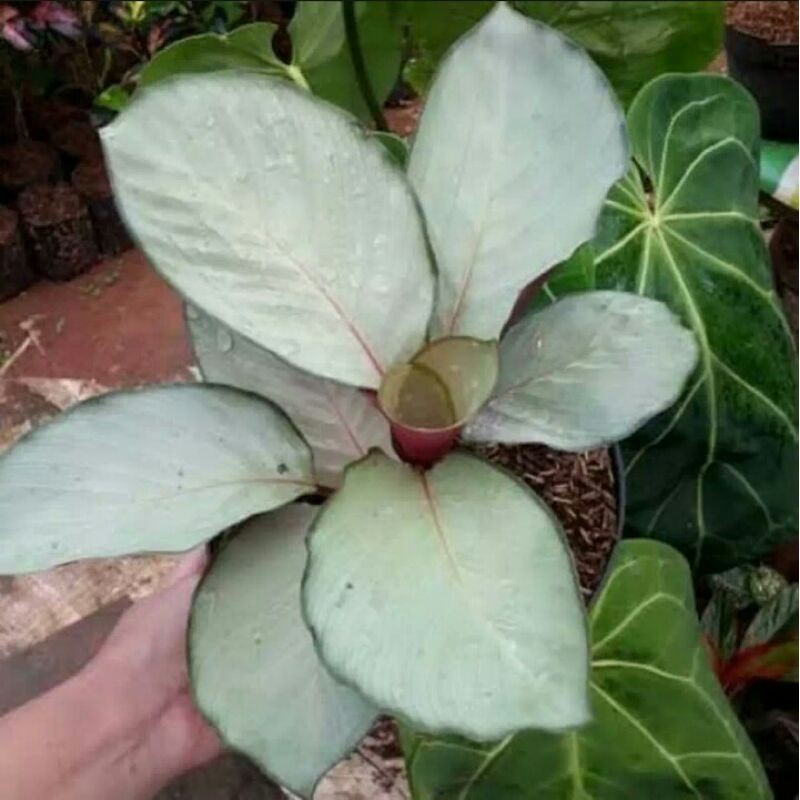 Tanaman hias Calathea Silver / tanaman calathea silver / pohon calathea silver murah