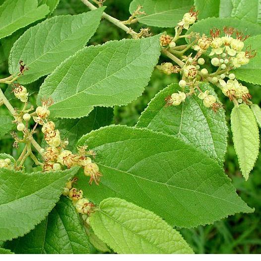 

Best - Serbuk Daun Jati Belanda 500 g Bubuk Jati Londo | Simplisia Guazuma ulmifolia powder