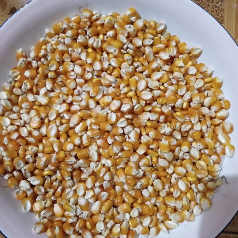 

Jagung Pipil Besar 500gr