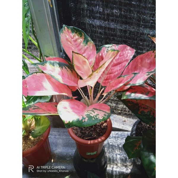 aglonema red kocin aglaonema Chinese Evergreen Sri rezeky red khocin