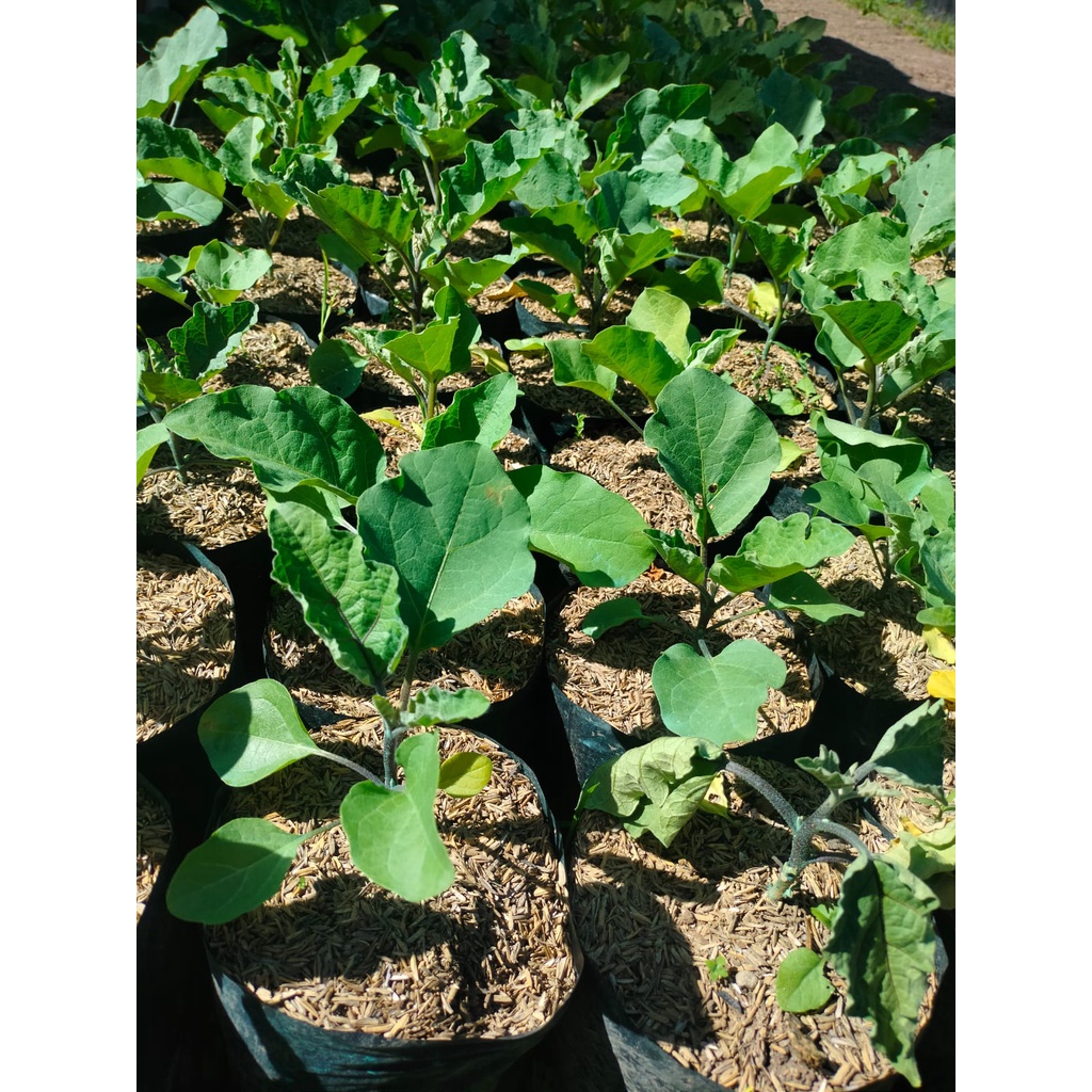 Bibit Sayur Terong - Solanum Melongena - Tanaman Sayur