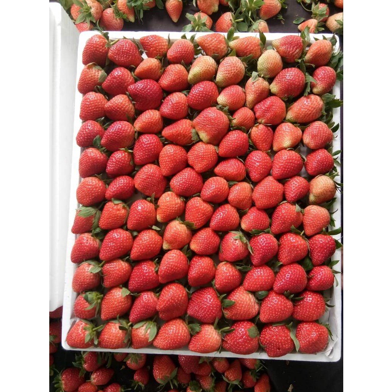 buah strawberry fresh 250gr