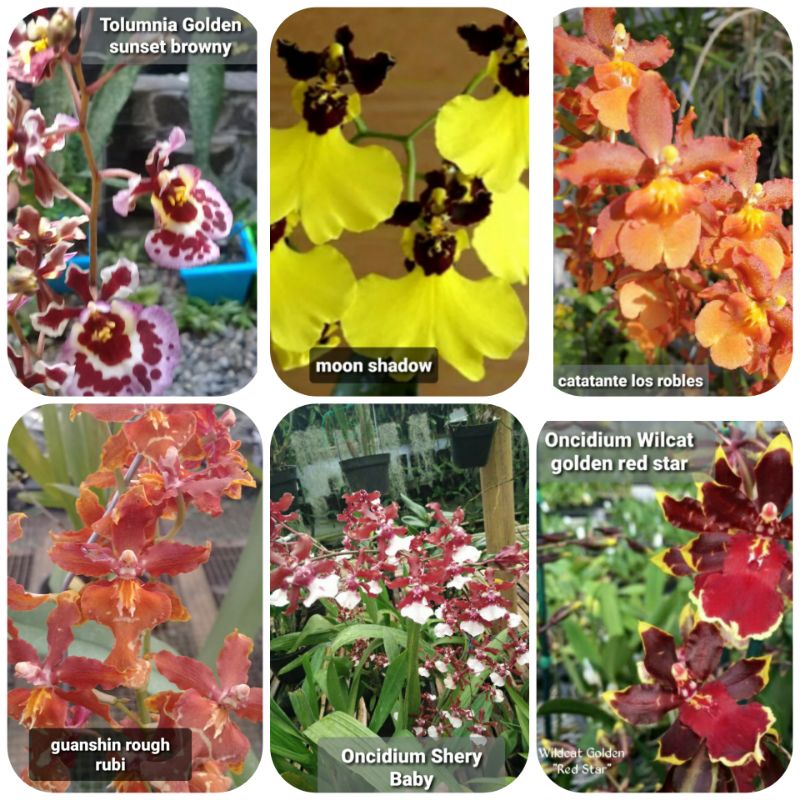 Paket Hemat Anggrek Oncidium 3 Warna