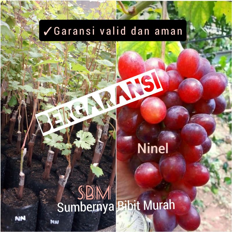 Bibit Anggur Ninel - Anggur Impor Ninel