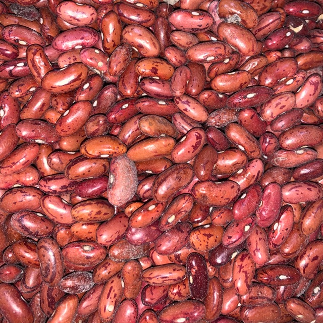 

Kacang merah kering