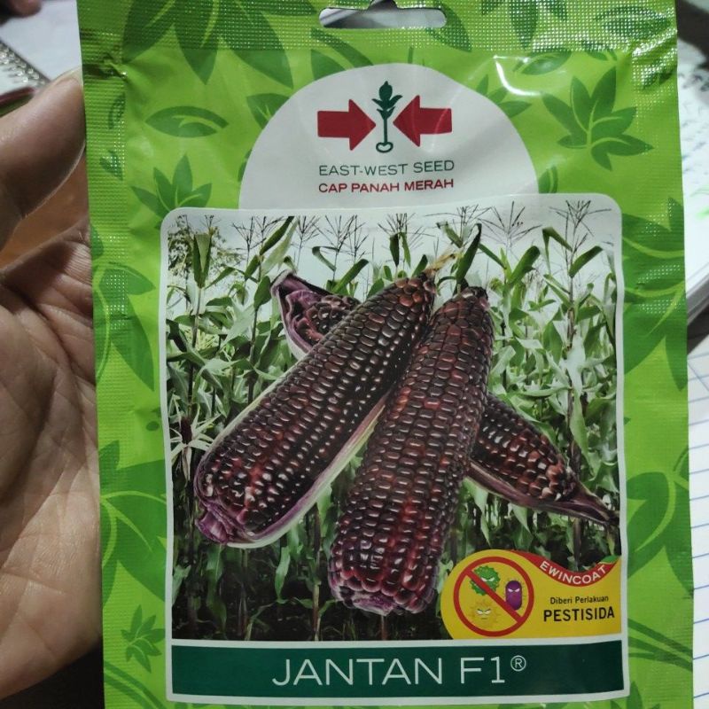 Benih Jagung Pulut Ketan Hitam Jantan F1 SP 200S