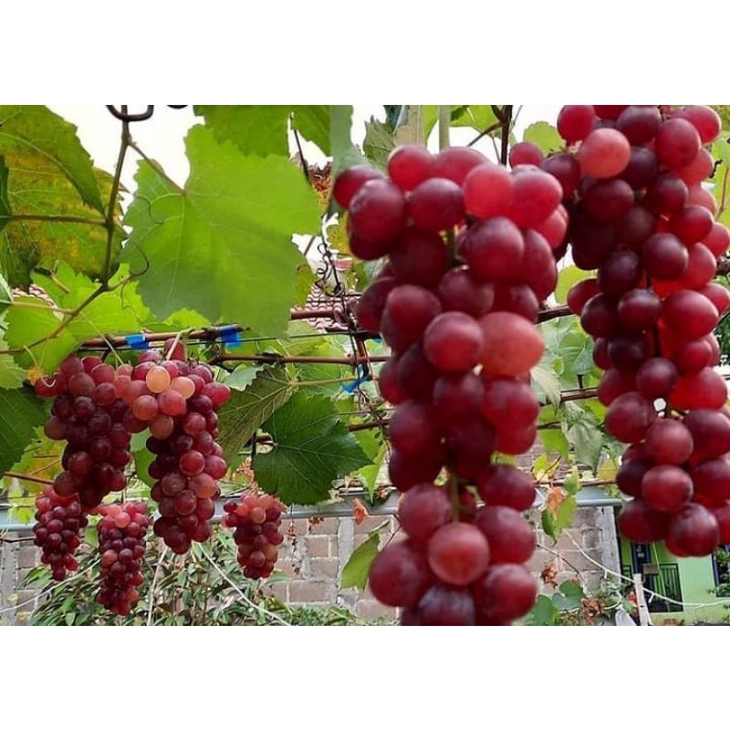 bibit anggur jupiter grafting