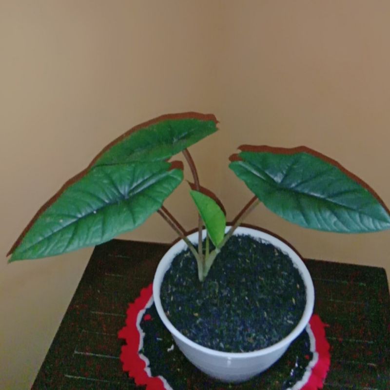 Alocasia Bisma