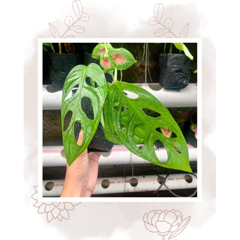 Kembang Janda Bolong