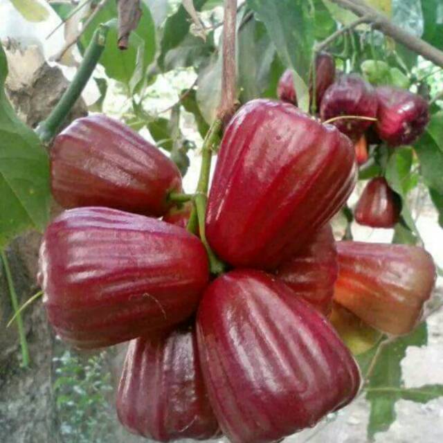 Bibit jambu air king rose
