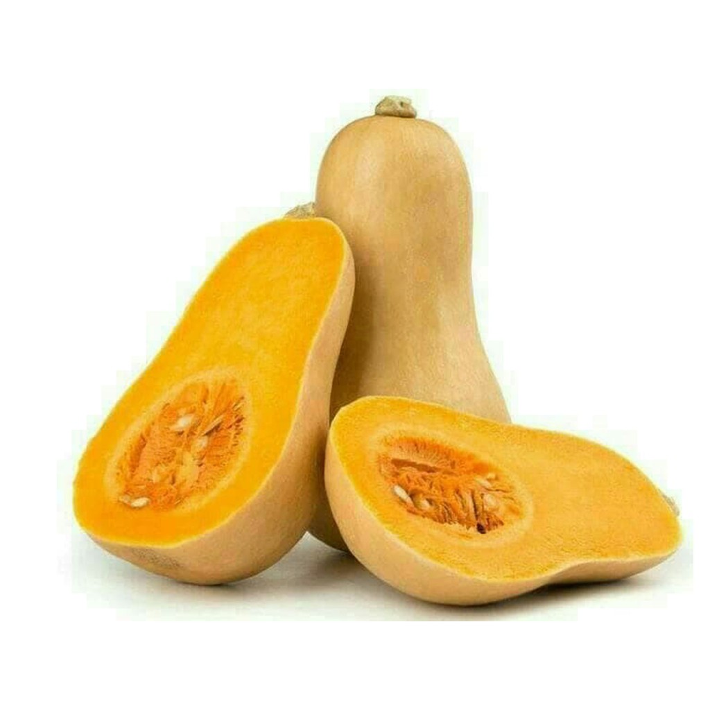 Bibit Benih Biji Labu Madu F1 Butternut Squash - Biji Tanaman Pohon Labu Madu F1 - Labu Madu F1- COD