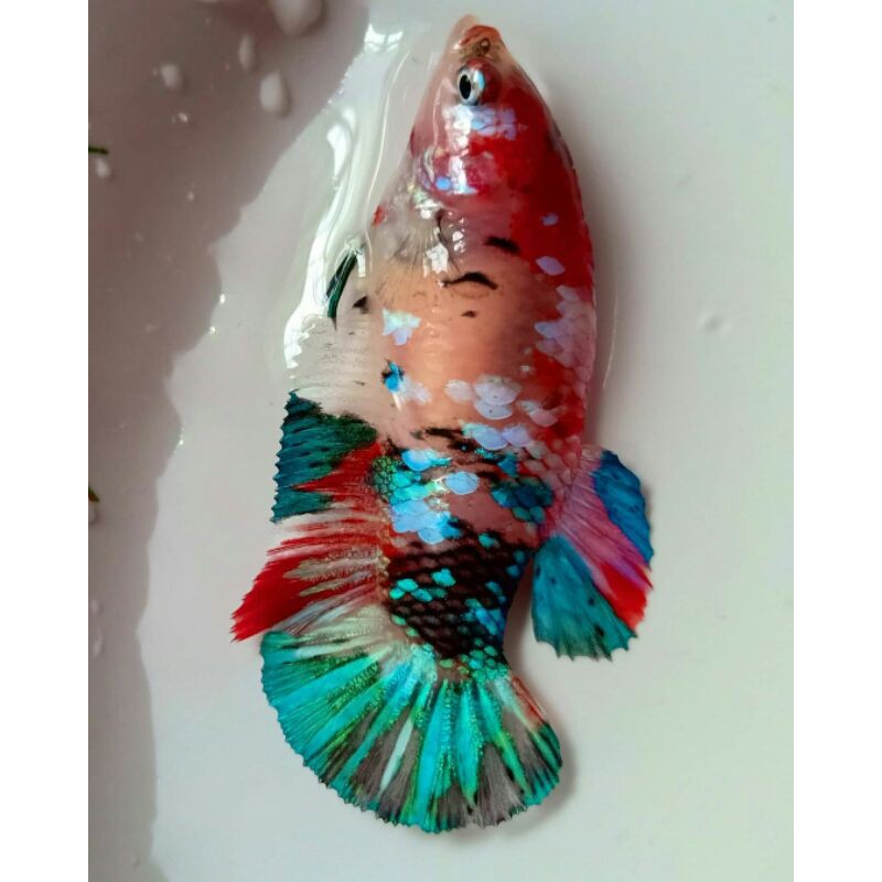 

ikan cupang koi galaxy nemo siap breet
