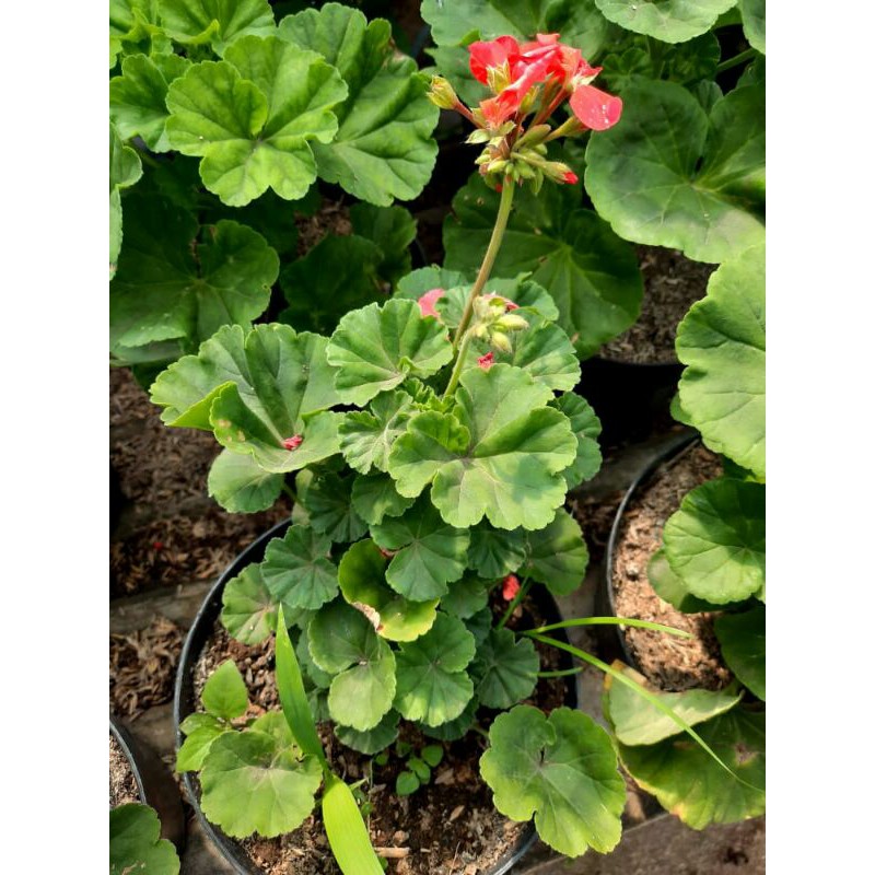 tanaman hias geranium