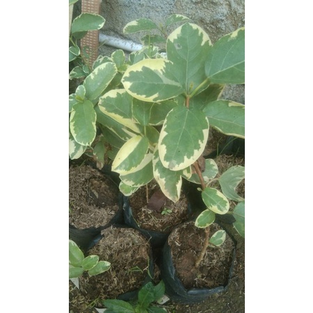 bibit bonsai sancang golden