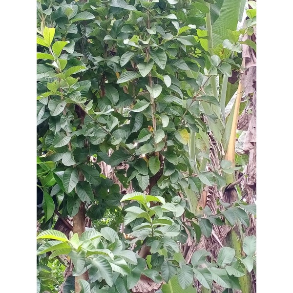 

daun jambu biji asli