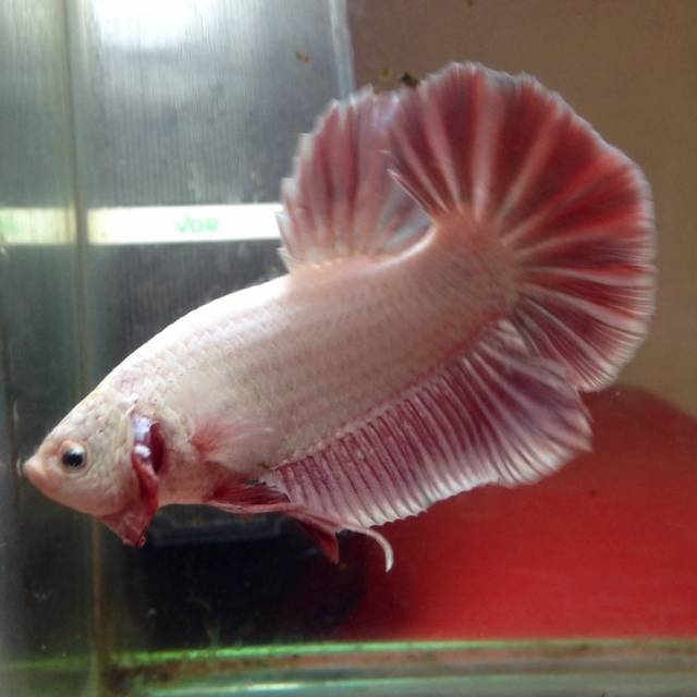 Jual cupang pk giant red dragon bo 6