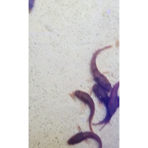 super red barito grade A 7-8cm