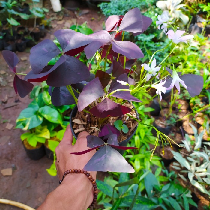 tanaman oxalis kupu - kupu ungu - oxalis ungu - indoor