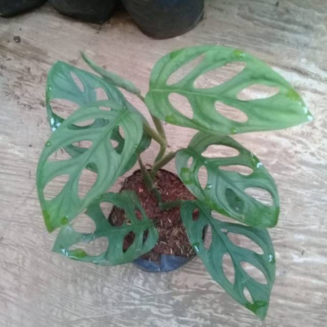 Pohon janda bolong
