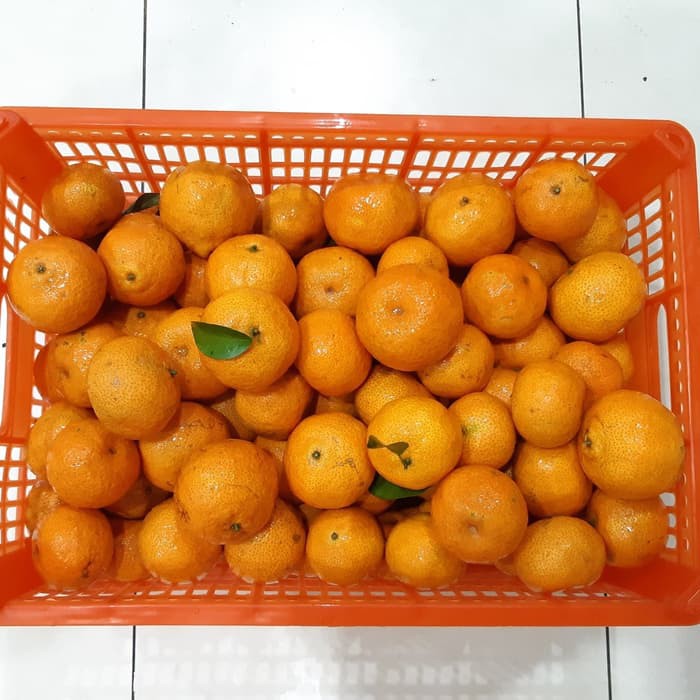 

Buah Jeruk Shantang Daun GA ADA BIJI MANIS BANGET 1kg Santang TERMURAH