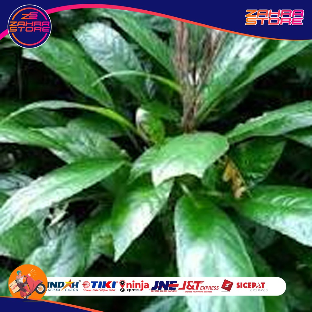 

DAUN REUNDE SEGAR 1000gr zs