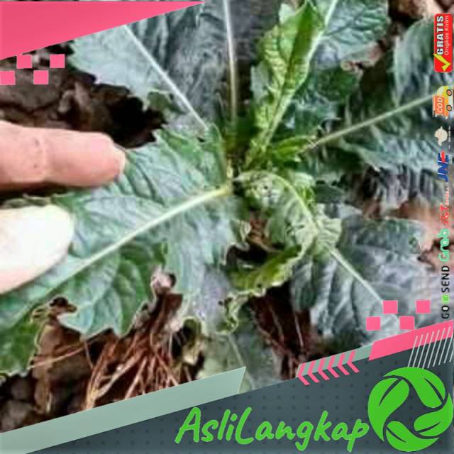 

Daun tapakliman segar,(500gram)