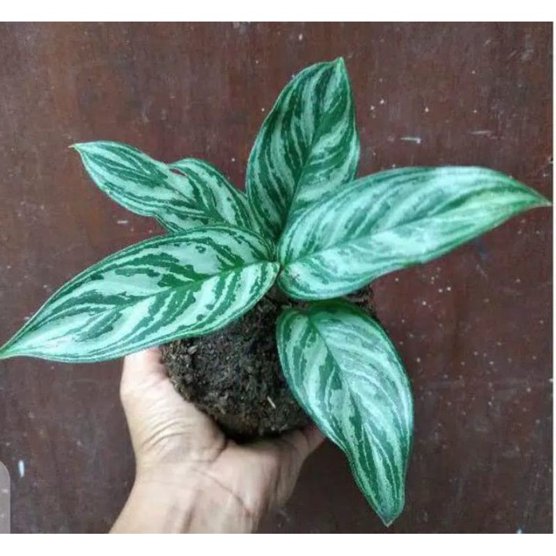tanaman hias aglaonema cantik pictum