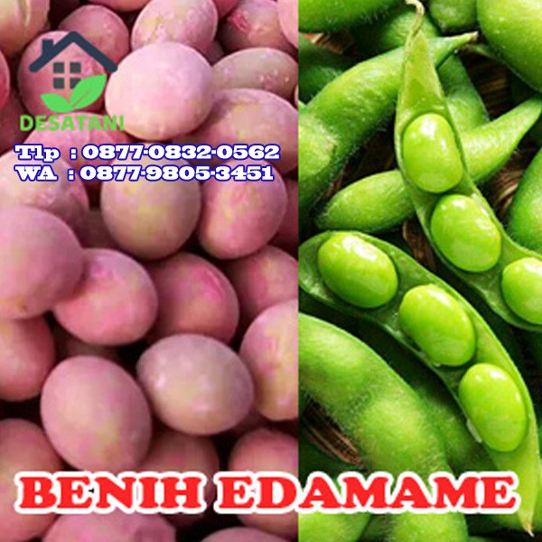 

Benih Kedelai Edamame 1 kg