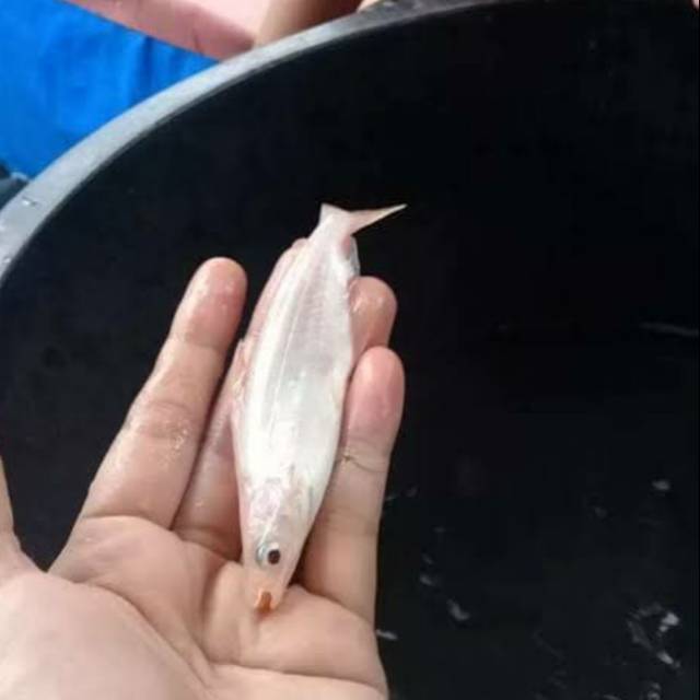 Ikan patin albino