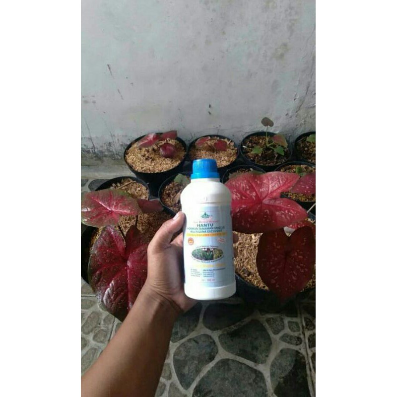 PuPuk hantu by jimmy hantu