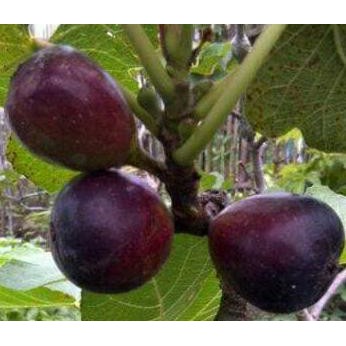 Tin Ara (Fig) Jenis Black Negro / Bibit Tanaman Pohon Buah Tin Ara Fig Pdc