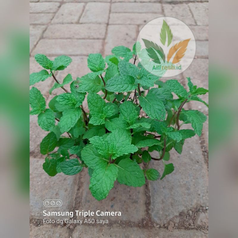 bibit tanaman mint-tanaman daun mint