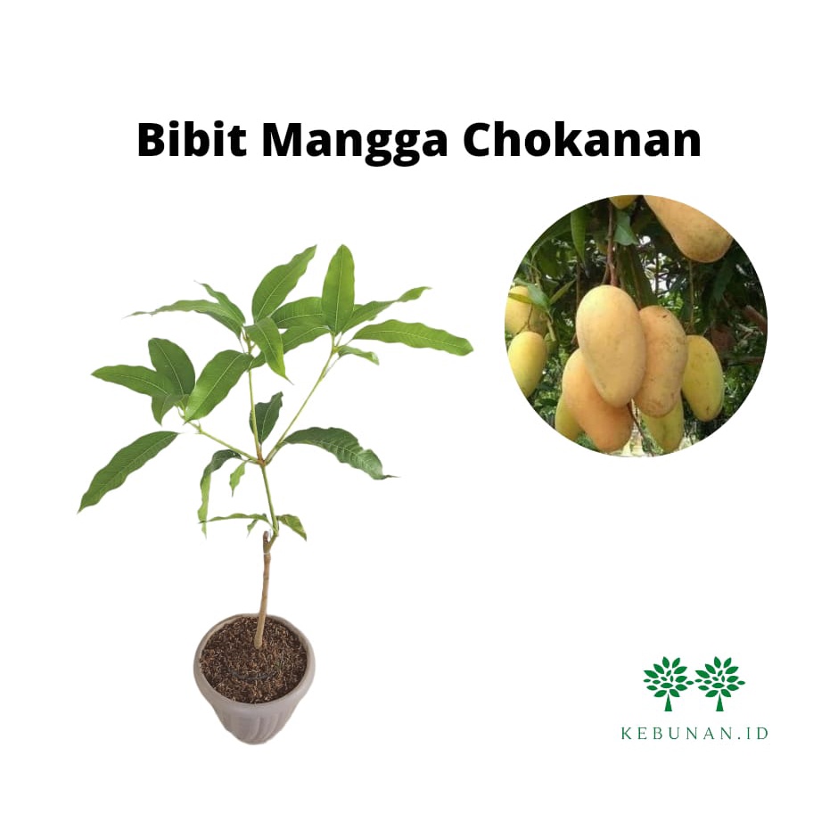 Bibit Mangga Chokanan/Tanaman Mangga Chokanan Okulasi