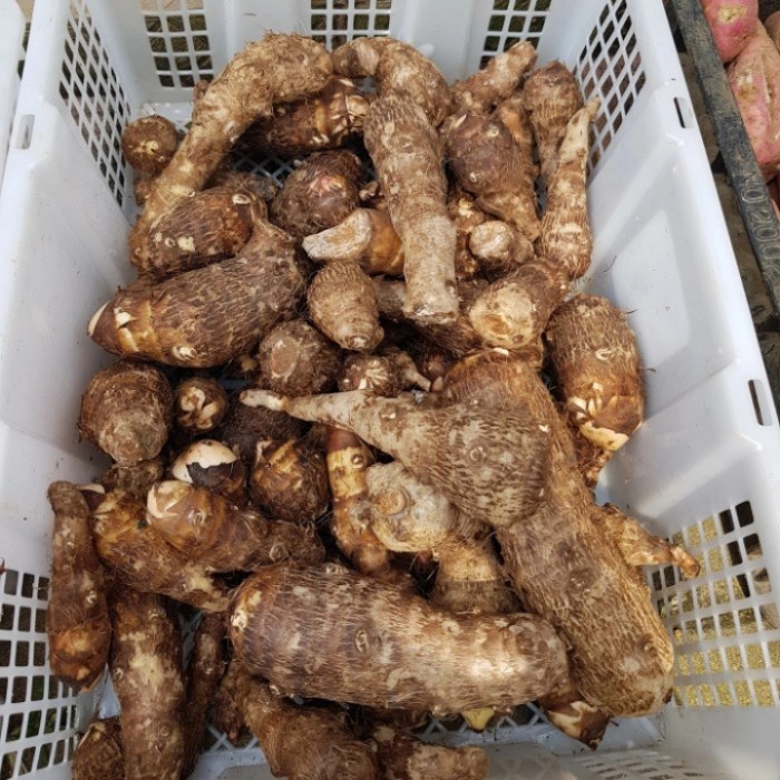 

[Local Farm] Talas Belitung Bogor 1 kg TIDAK GATAL | Semesta Rempah