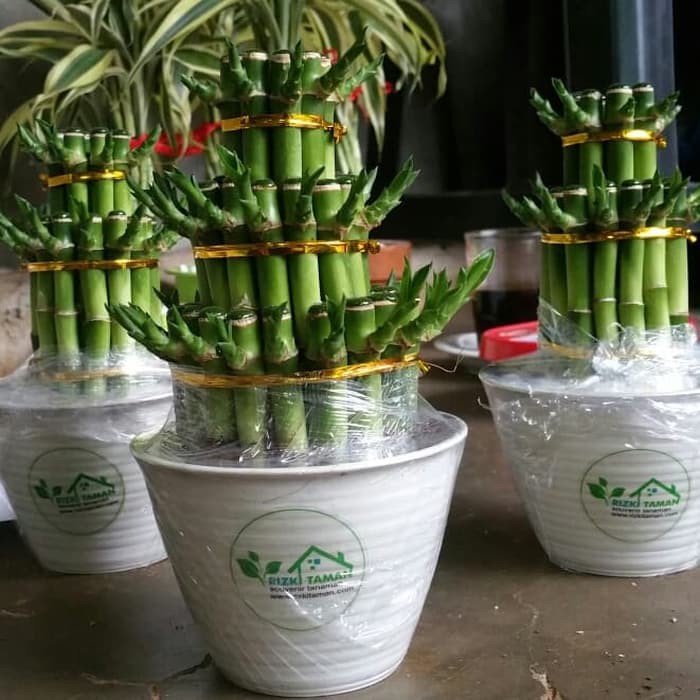 Lucky bamboo bambu hoki souvenir tanaman
