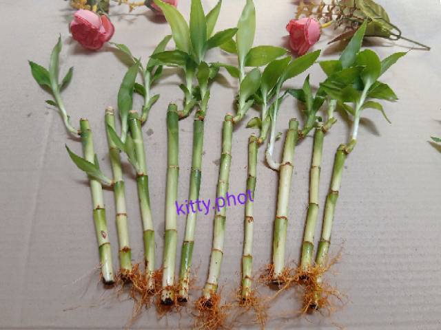 ID BAMBU HOKI / (MINIMAL ORDER 5 PCS) BAMBU HOKI - BAMBU AIR - BAMBU HIAS