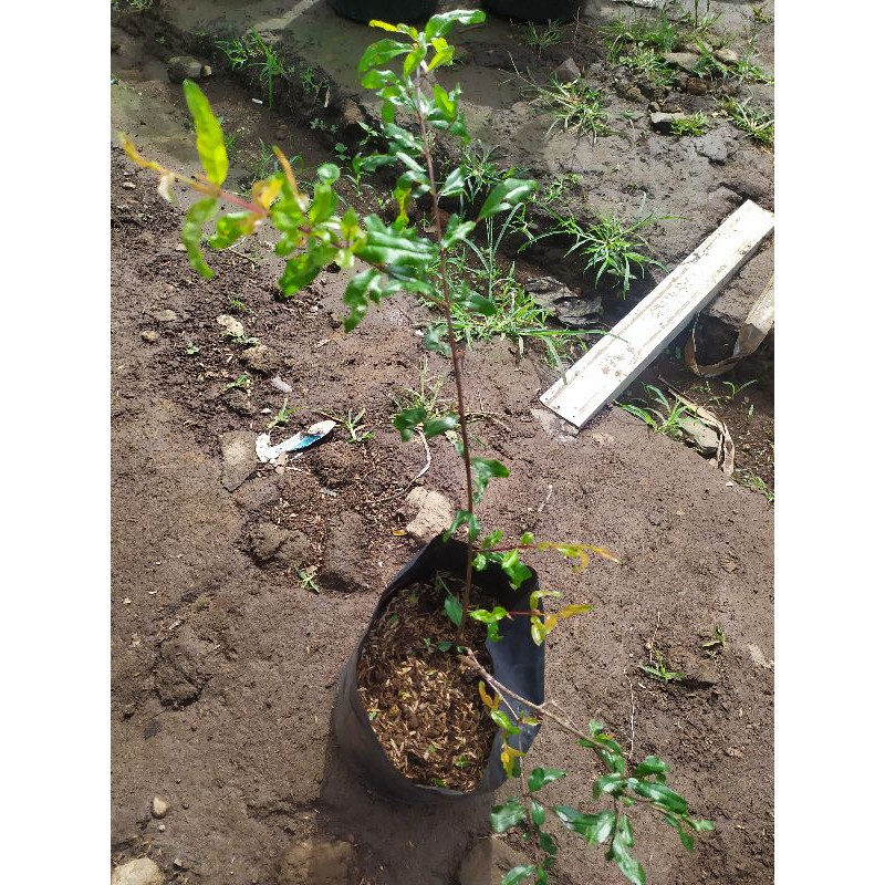 bibit delima hitam pohon delima hitam buah delima hitam