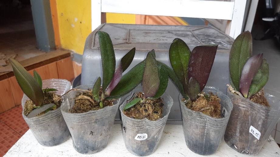 Anggrek Bulan Remaja - Phalaenopsis Hybrid Taiwan