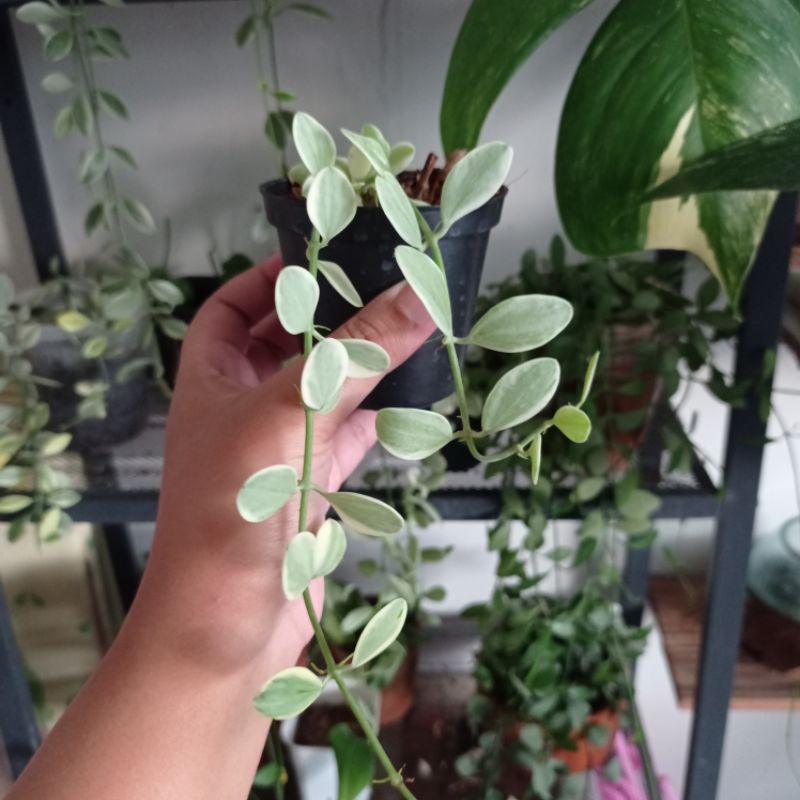 Tanaman Dischidia Cascade varigeta