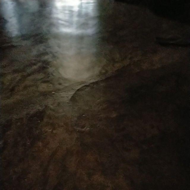 Benih Padi Pim Bibit Unggul