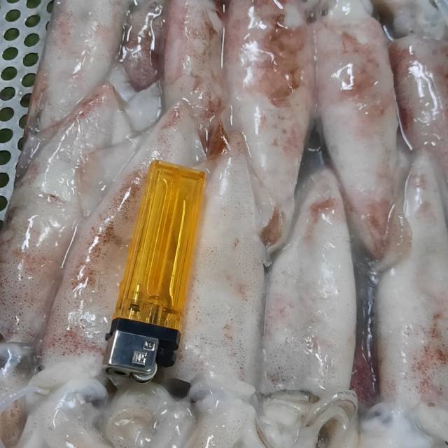 

Cumi Beku ( Frozen Sequid )